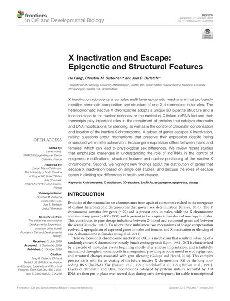 X Inactivation and Escape: Epigenetic and Structural Features